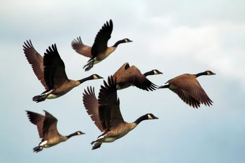 Fascinating Facts for Kids About Geese