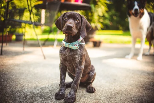 Fascinating Facts for Kids About German Shorthaired Pointers