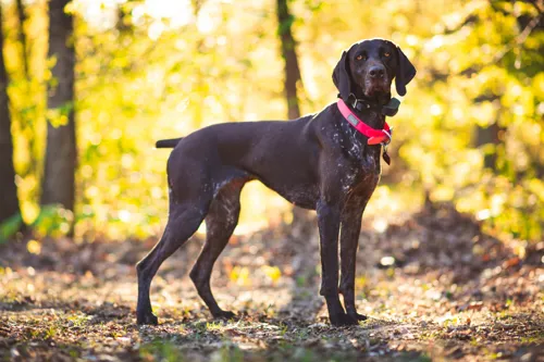 Fascinating Facts for Kids About German Shorthaired Pointers