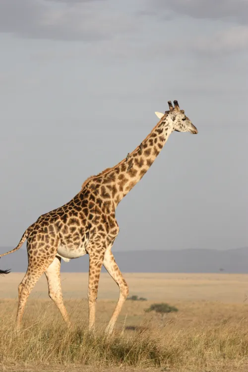 Fascinating Facts for Kids About Giraffes