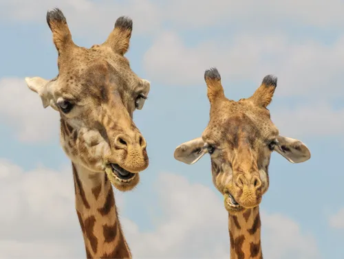 Fascinating Facts for Kids About Giraffes