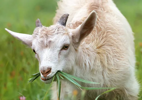 Fascinating Facts for Kids About Goats