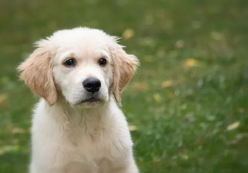 Fascinating Facts for Kids About Golden Retrievers