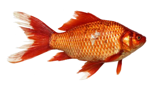 Fascinating Facts for Kids About Goldfish