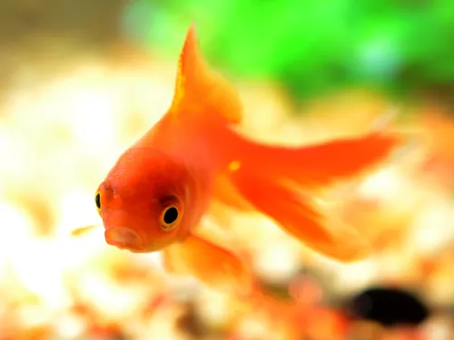 Fascinating Facts for Kids About Goldfish