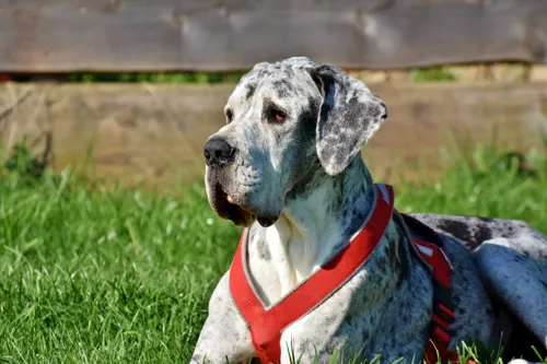 Fascinating Facts for Kids About Great Danes