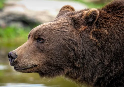Fascinating Facts for Kids About Grizzly Bears