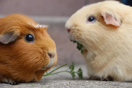 Fascinating Facts for Kids About Guinea Pigs