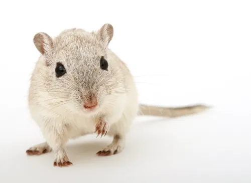 Fascinating Facts for Kids About Hamsters