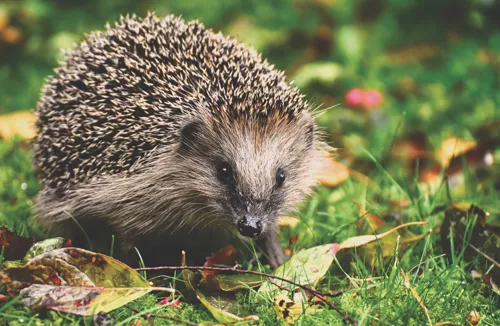 Fascinating Facts for Kids About Hedgehogs