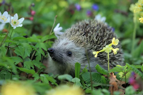 Fascinating Facts for Kids About Hedgehogs