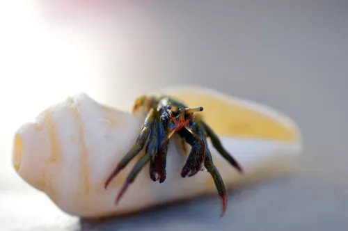 Fascinating Facts for Kids About Hermit Crab
