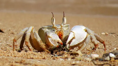 Fascinating Facts for Kids About Hermit Crab