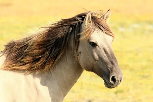 Fascinating Facts for Kids About Horses
