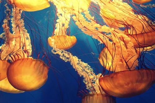 Fascinating Facts for Kids About Jellyfish