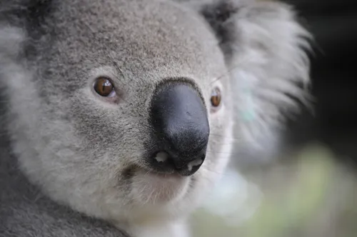 Fascinating Facts for Kids About Koalas