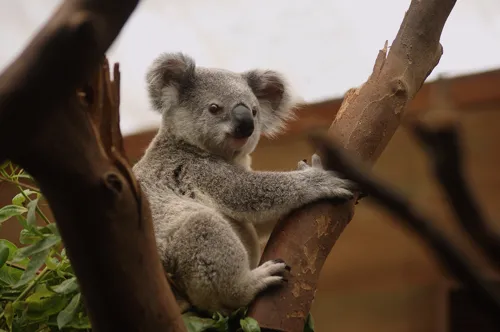 Fascinating Facts for Kids About Koalas