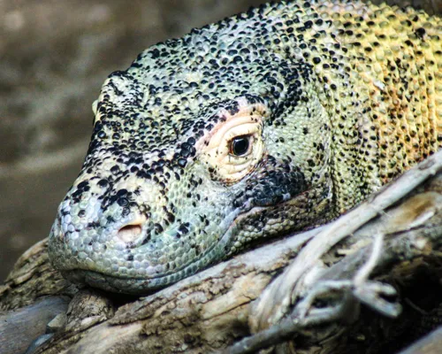 Fascinating Facts for Kids About Komodo Dragon