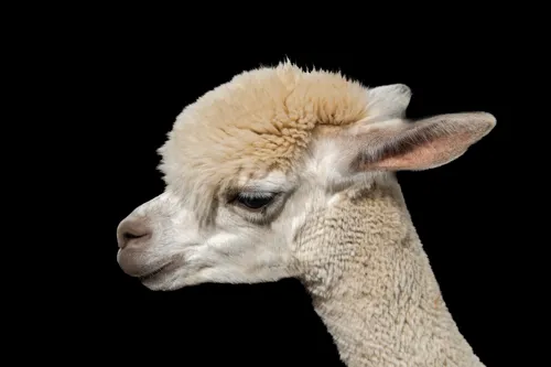 Fascinating Facts for Kids About Llamas