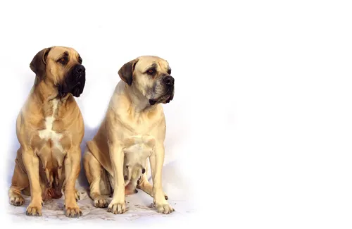 Fascinating Facts for Kids About Mastiffs