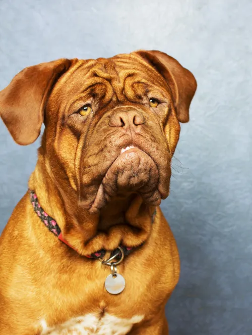 Fascinating Facts for Kids About Mastiffs