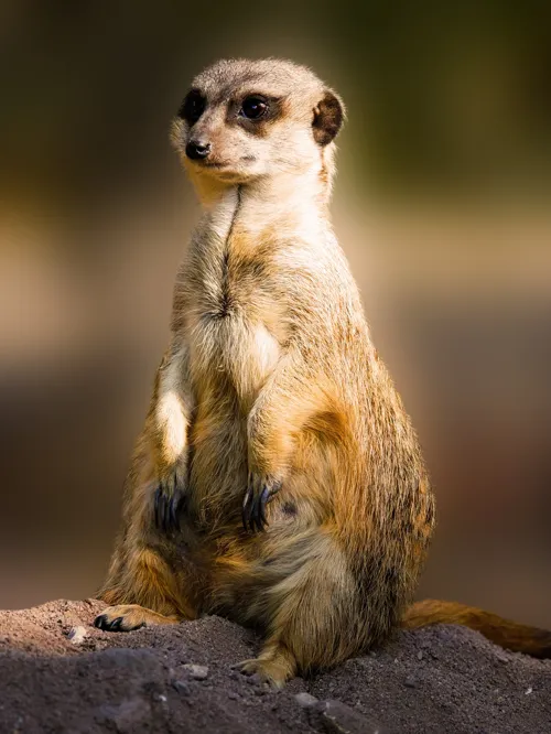 Fascinating Facts for Kids About Meerkats