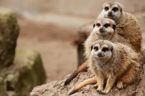 Fascinating Facts for Kids About Meerkats