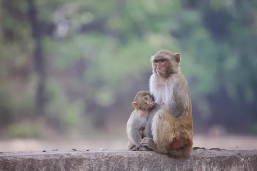 Fascinating Facts for Kids About Monkeys
