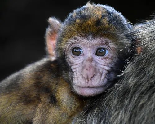 Fascinating Facts for Kids About Monkeys