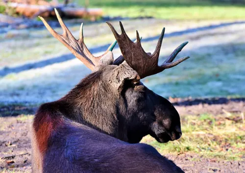 Fascinating Facts for Kids About Moose