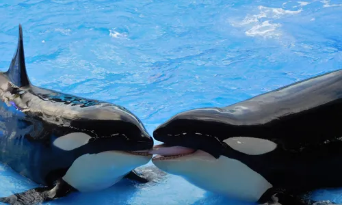 Fascinating Facts for Kids About Orca Whales