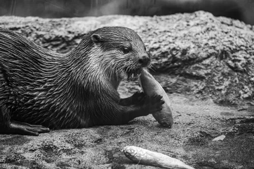 Fascinating Facts for Kids About Otters