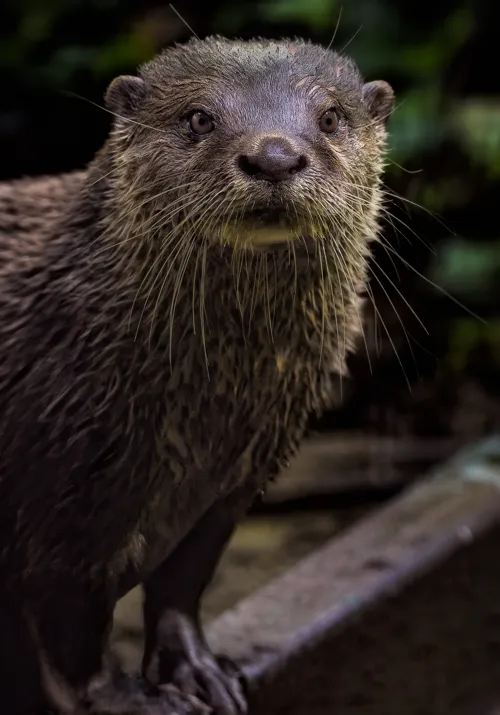 Fascinating Facts for Kids About Otters