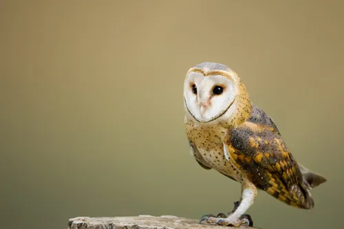 Fascinating Facts for Kids About Owls