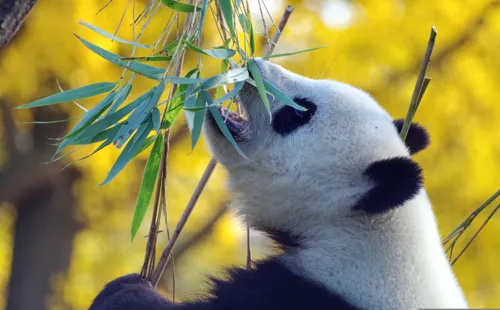 Fascinating Facts for Kids About Pandas