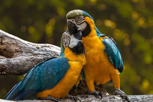 Fascinating Facts for Kids About Parrots