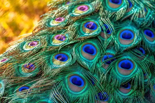 Fascinating Facts for Kids About Peacocks