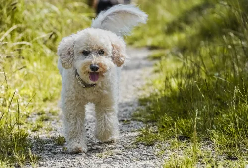 Fascinating Facts for Kids About Poodles
