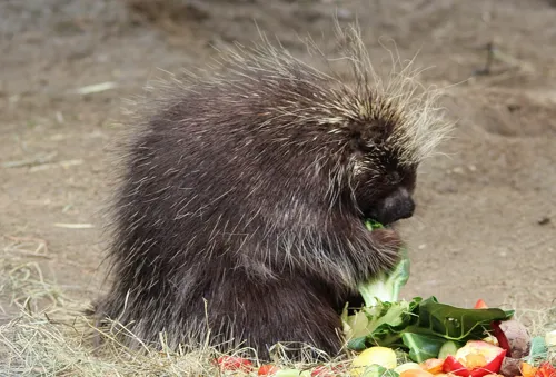 Fascinating Facts for Kids About Porcupines