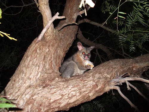 Fascinating Facts for Kids About Possums