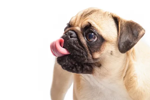 Fascinating Facts for Kids About Pugs