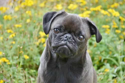 Fascinating Facts for Kids About Pugs