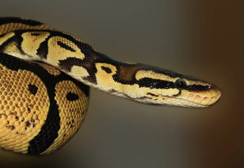 Fascinating Facts for Kids About Pythons