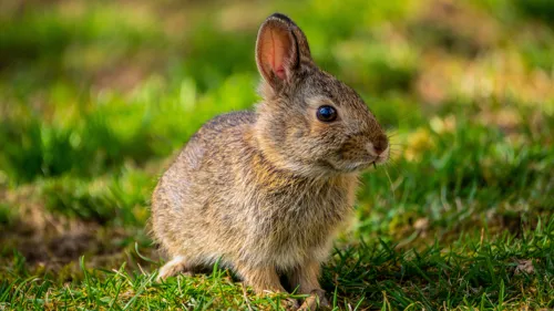 Fascinating Facts for Kids About Rabbits