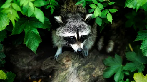 Fascinating Facts for Kids About Raccoons