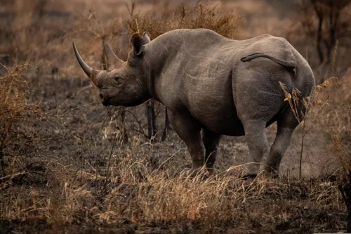 Fascinating Facts for Kids About Rhinos