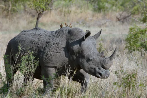 Fascinating Facts for Kids About Rhinos