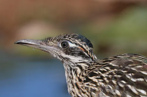 Fascinating Facts for Kids About Roadrunners