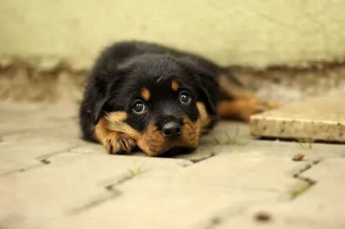 Fascinating Facts for Kids About Rottweilers