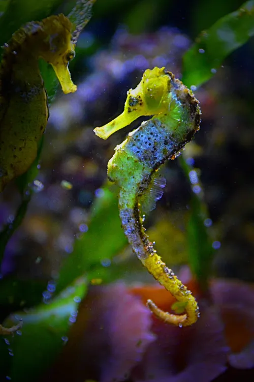 Fascinating Facts for Kids About Seahorses